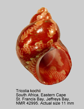 Tricolia kochii (4).jpg - Tricolia kochii(Philippi,1848)